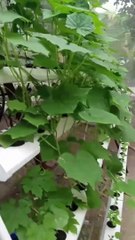 vườn rau sạch/ rau thủy canh