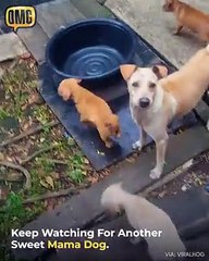 mama dog