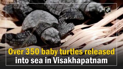 Over 350 baby turtles released into sea in Visakhapatnam