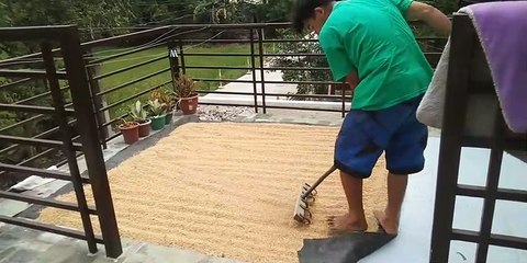 hukay muna tau ng palay