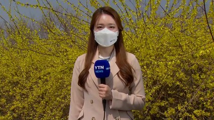 [날씨] 포근한 날씨, 봄꽃 만발한 공원...동해안 '건조경보' / YTN