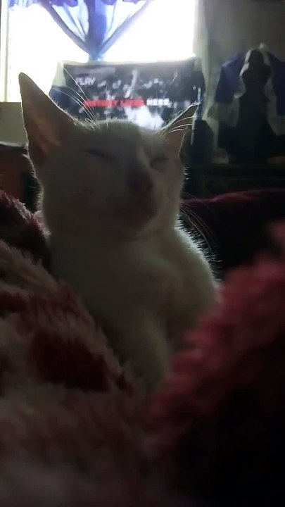 Sheila 