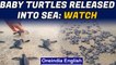 Visakhapatnam: Over 350 baby turtles released into the sea | Oneindia News