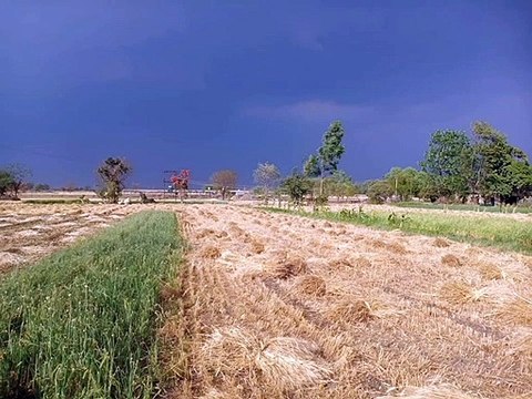 समर्थन मूल्य पर 1975 रुपये क्विंटल गेंहू और चना मसूर 5100 तो सरसों 4650 रुपये क्विंटल खरीदेंगे