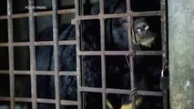 Rescatan a dos osos enjaulados en la oscuridad durante 17 años