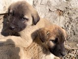 Son dakika haberleri... Annesiz kalan yavru köpekler Ağrılı çocukların sevgisiyle hayata tutundu
