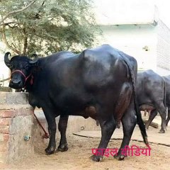 खेत की मेढ़ पर भैंस जाने की बात को लेकर दो पक्षों में विवाद