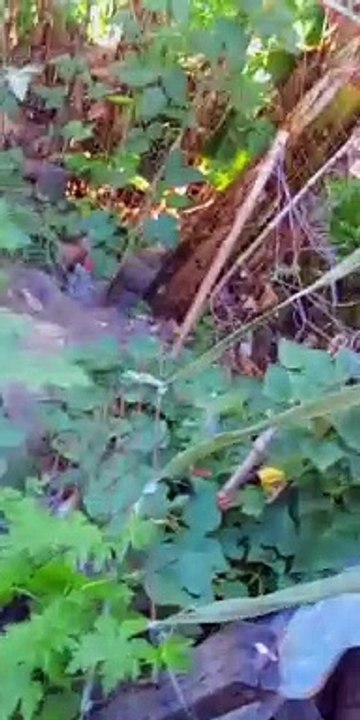 green plants