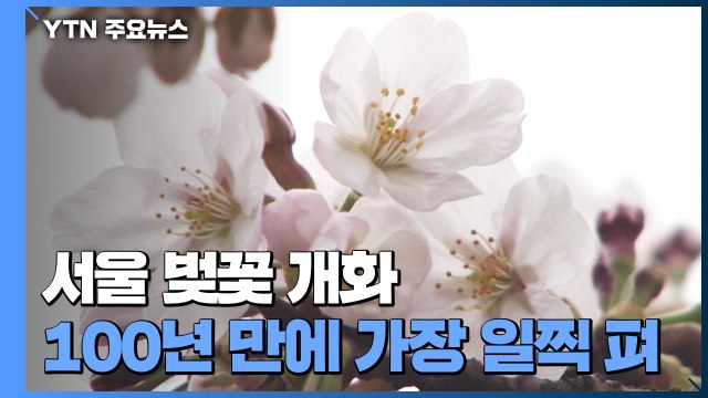 [날씨] 서울 벚꽃, 100여 년 만에 가장 일찍 개화... 봄·여름 길어졌다 / YTN