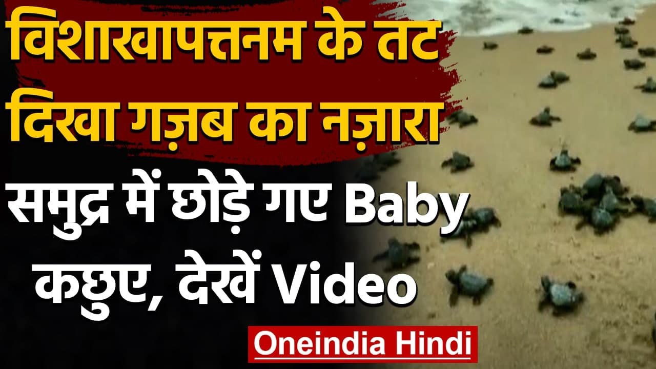 Visakhapatnam में 350 Baby Turtles को समुद्र में छोड़ा गया, देखें Video । वनइंडिया हिंदी