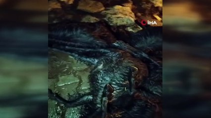 Gübre çuvalına koyulan yemler 17 hayvanı telef etti