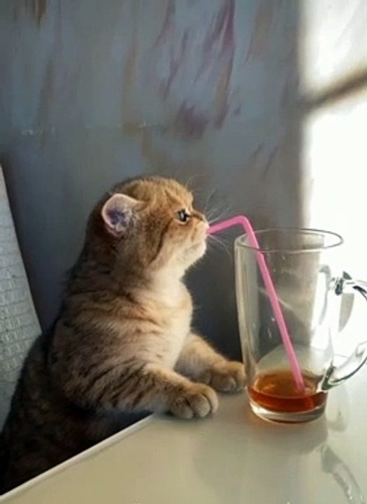 Cute cat funny videos