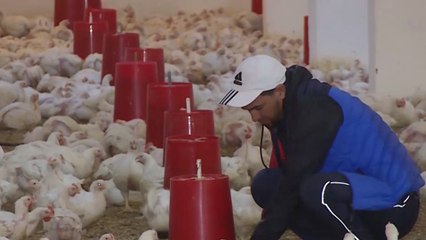 ارتفاع أسعار اللحوم البيضاء في السوق الجزائرية