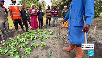 Agriculture au Togo : des fermes-écoles pour apprendre le métier sans pesticide