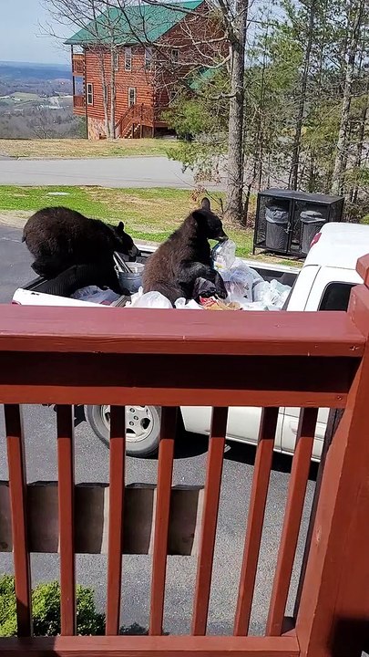 Bears Raid Truck Bed for a Snack