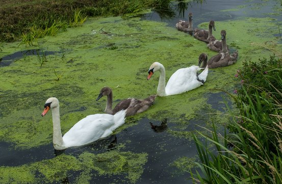 Swan infuriates humans by constantly knocking on doors