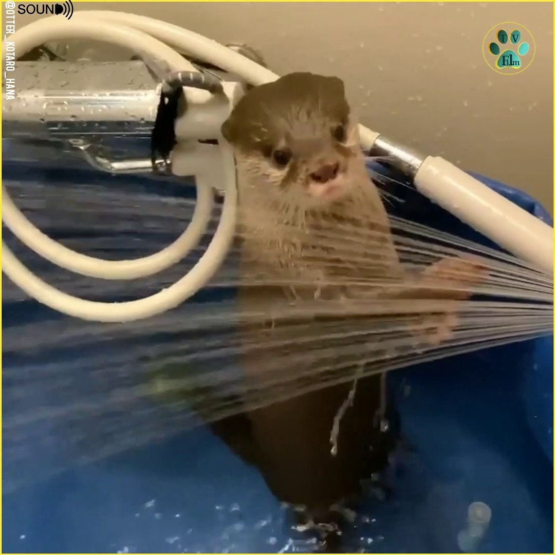 Baby Otter Takes First Bath : And The Cutest Animal Video Award Goes To E Online : Rescued orphan otter baby gets lots of love (and a bath!) the male sea otter pup is less than 1.