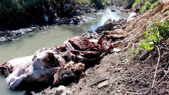 Dere yatağında çok sayıda at ve eşek kafası bulundu