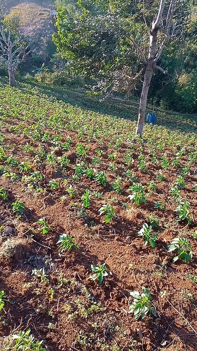 Planting red pepper