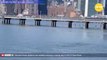Moment three dolphins are spotted enjoying a spring day in NYC's East River