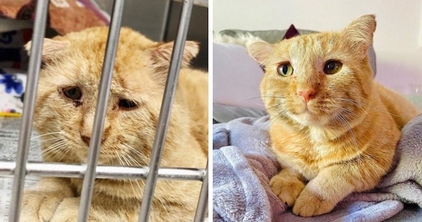 Après avoir convaincu son propriétaire, une femme ramène un chat errant chez elle, un an plus tard, il est méconnaissable