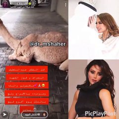 عهود العنزي تتلقى"ناقة" من فوز الفهد وزوجها بمناسبة البراءة