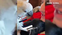 Şefkatli papağan yavru köpeği böyle sevdi