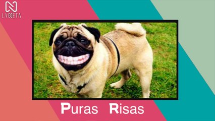 ¡IMPOSIBLE NO REIR! VIDEOS GRACIOSOS 2021