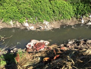 Adana'da tek tırnaklı hayvan başı ve kemikleri bulundu