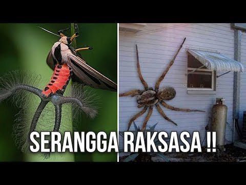 5 HAL MENGEJUTKAN YANG TERJADI JIKA OKSIGEN DI BUMI MENINGKAT 200%