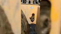 KAHRAMANMARAŞ - Kafası iş makinesine sıkışan kediyi jandarma kurtardı