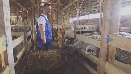 Meet the Wooly Weeders, the Adorable Heroes of California Wine