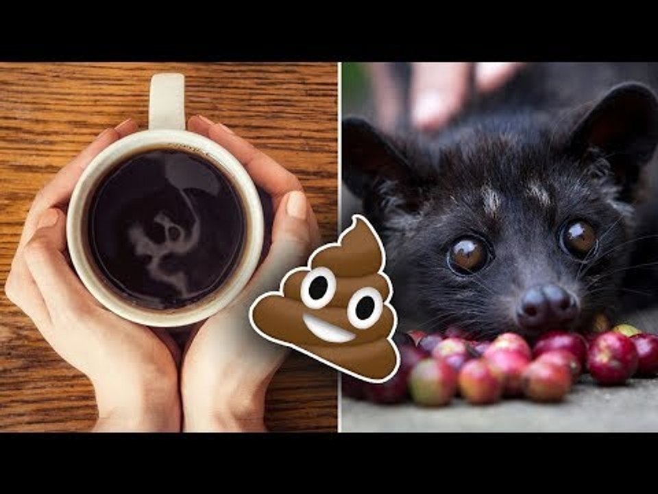 5 INOVASI YANG TERCIPTA DARI KOTORAN