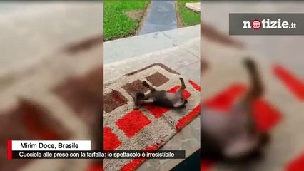 Brasile, cucciolo gioca con la farfalla: il siparietto è irresistibile