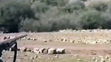 قنص الخنزير البري بالمناطق الجبلية  مشهد رائع