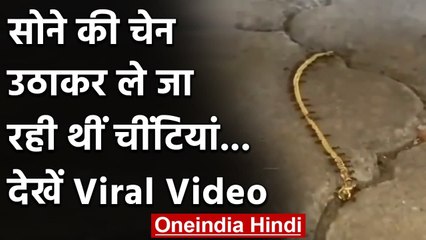 Gold Chain उठाकर ले जा रही थीं चींटियां, IPS ऑफिसर बोला- 'छोटा गोल्ड स्मगलर' | वनइंडिया हिंदी