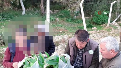 İzinsiz toplanan 346 orkideye 160 bin TL ceza