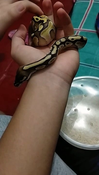 SNAKE PET!