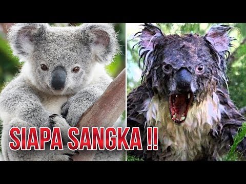 JANGAN TERTIPU! 5 HEWAN UNCH INI TERNYATA BERBAHAYA DAN MEMATIKAN