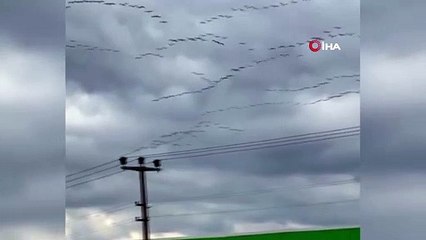 Göç yolundaki pelikanlardan muhteşem gösteri