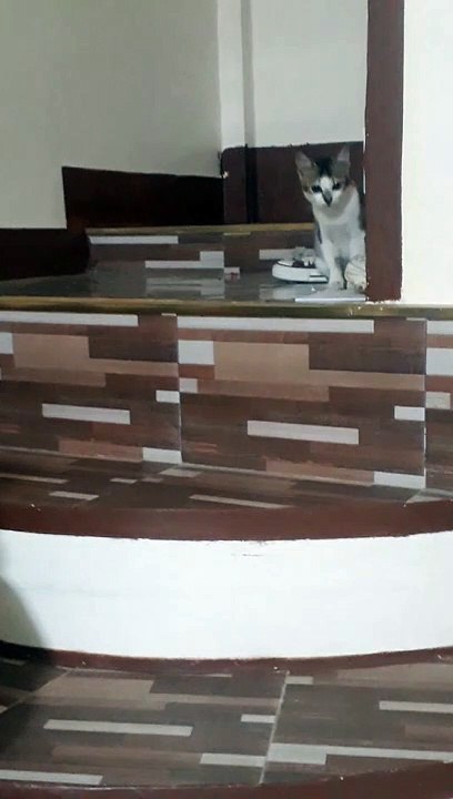 Cutie Kitty