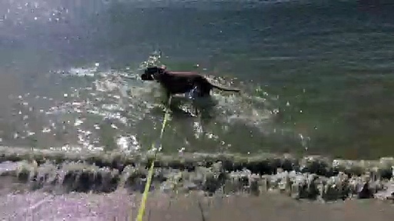Puppy's First Time Playing in the Ocean