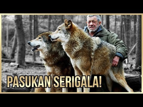 PEMIMPIN PASUKAN SERIGALA?! GOKIL.. 5 PERSAHABATAN HEWAN DAN MANUSIA YANG BIKIN KITA NGANGA!