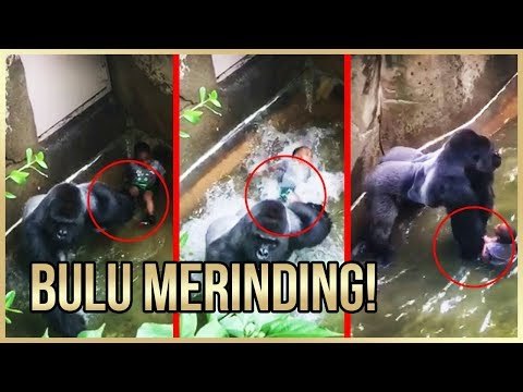 FIX PIPIS DI CELANA!! 5 MOMEN PALING MENEGANGKAN BERTEMU HEWAN BUAS DI ALAM LIAR!