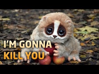 JANGAN REMEHKAN! 5 BINATANG LUCU INI DAPAT MEMBUNUH KAMU