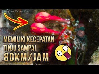 5 HEWAN YANG PUNYA KEMAMPUAN SEPERTI SUPERHERO