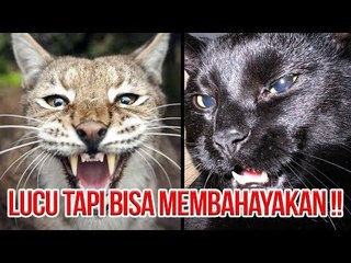 HATI-HATI DIGIGIT!! 5 SPESIES KUCING PELIHARAAN YANG SANGAT BERBAHAYA