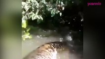 Bir çiftin nehirde karşılaştığı dev anakonda korku dolu anlar yaşattı!