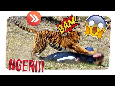 AWALNYA DIKIRA LUCU!!! 5 HEWAN INI PERNAH BALAS DENDAM KEPADA MANUSIA