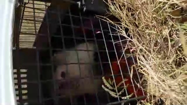 ext-liberacion-de-mono-250321